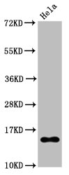 HIST1H2BB Antibody - Western Blot Positive WB detected in:Hela whole cell lysate treated by 15mM sodium butyrate for 30min All Lanes:Acetyl-Histone H2B type 1-B (K20) antibody at 0.135µg/ml Secondary Goat polyclonal to rabbit IgG at 1/50000 dilution Predicted band size: 15 KDa Observed band size: 15 KDa