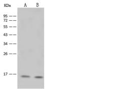 HIST1H2BB Antibody - Anti-HIST1H2BB rabbit polyclonal antibody at 1:500 dilution. Lane A: Jurkat Whole Cell Lysate. Lane B: 293 Whole Cell Lysate. Lysates/proteins at 30 ug per lane. Secondary: Goat Anti-Rabbit IgG (H+L)/HRP at 1/10000 dilution. Developed using the ECL technique. Performed under reducing conditions. Predicted band size: 14 kDa. Observed band size: 15 kDa.
