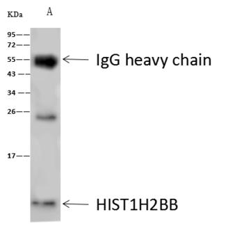 HIST1H2BB Antibody - CBX1 was immunoprecipitated using: Lane A: 0.5 mg MCF-7 Whole Cell Lysate. 1 uL anti-CBX1 rabbit polyclonal antibody and 60 ug of Immunomagnetic beads Protein A/G. Primary antibody: Anti-CBX1 rabbit polyclonal antibody, at 1:500 dilution. Secondary antibody: Goat Anti-Rabbit IgG (H+L)/HRP at 1/10000 dilution. Developed using the ECL technique. Performed under reducing conditions. Predicted band size: 21 kDa. Observed band size: 25 kDa.