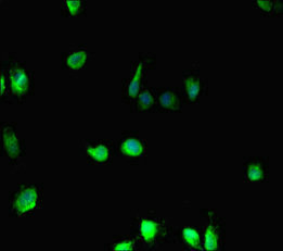 HIST1H2BD Antibody - Immunofluorescent analysis of Hela cells diluted at 1:100 and Alexa Fluor 488-congugated AffiniPure Goat Anti-Rabbit IgG(H+L)