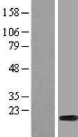 HIST1H2BF Protein - Western validation with an anti-DDK antibody * L: Control HEK293 lysate R: Over-expression lysate