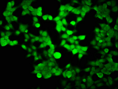HIST1H2BK Antibody - Immunofluorescence staining of 293 cells with HIST1H2BK Antibody at 1:100, counter-stained with DAPI. The cells were fixed in 4% formaldehyde, permeabilized using 0.2% Triton X-100 and blocked in 10% normal Goat Serum. The cells were then incubated with the antibody overnight at 4°C. The secondary antibody was Alexa Fluor 488-congugated AffiniPure Goat Anti-Rabbit IgG(H+L).