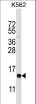 HIST1H2BL Antibody - HIST1H2BL Antibody western blot of K562 cell line lysates (35 ug/lane). The HIST1H2BL antibody detected the HIST1H2BL protein (arrow).