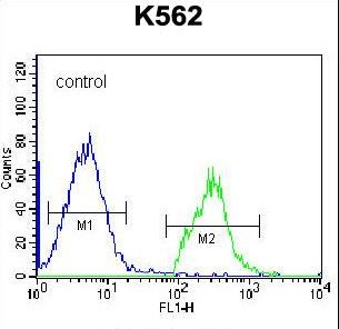 HIST1H2BL Antibody - HIST1H2BL Antibody flow cytometry of K562 cells (right histogram) compared to a negative control cell (left histogram). FITC-conjugated goat-anti-rabbit secondary antibodies were used for the analysis.