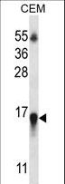 HIST1H2BN Antibody - HIST1H2BN Antibody western blot of CEM cell line lysates (35 ug/lane). The HIST1H2BN antibody detected the HIST1H2BN protein (arrow).