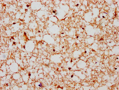 HIST1H2BN Antibody - IHC image of HIST1H2BN Antibody diluted at 1:600 and staining in paraffin-embedded human brain tissue performed on a Leica BondTM system. After dewaxing and hydration, antigen retrieval was mediated by high pressure in a citrate buffer (pH 6.0). Section was blocked with 10% normal goat serum 30min at RT. Then primary antibody (1% BSA) was incubated at 4°C overnight. The primary is detected by a biotinylated secondary antibody and visualized using an HRP conjugated SP system.