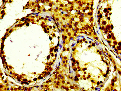 HIST1H2BN Antibody - Immunohistochemistry Dilution at 1:100 and staining in paraffin-embedded human testis tissue performed on a Leica BondTM system. After dewaxing and hydration, antigen retrieval was mediated by high pressure in a citrate buffer (pH 6.0). Section was blocked with 10% normal Goat serum 30min at RT. Then primary antibody (1% BSA) was incubated at 4°C overnight. The primary is detected by a biotinylated Secondary antibody and visualized using an HRP conjugated SP system.