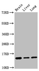 HIST1H2BN Antibody - Western Blot Positive WB detected in:Mouse brain tissue, Rat liver tissue, Rat lung tissue All Lanes:Histone H2B type 1-K antibody at 0.16µg/ml Secondary Goat polyclonal to rabbit IgG at 1/50000 dilution Predicted band size: 14 KDa Observed band size: 14 KDa