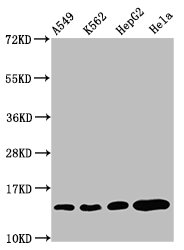 HIST1H2BN Antibody - Western Blot Positive WB detected in: A549 whole cell lysate, K562 whole cell lysate, HepG2 whole cell lysate, Hela whole cell lysate(all treated with 30mM sodium butyrate for 4h) All Lanes: HIST1H2BC antibody at 2.1µg/ml Secondary Goat polyclonal to rabbit IgG at 1/50000 dilution Predicted band size: 14 KDa Observed band size: 14 KDa