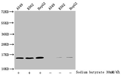 HIST1H2BN Antibody - Western Blot Detected samples: A549 whole cell lysate, K562 whole cell lysate, HepG2 whole cell lysate; Untreated (-) or treated (+) with 30mM sodium butyrate for 4h All lanes: HIST1H2BC antibody at 1:100 Secondary Goat polyclonal to rabbit IgG at 1/50000 dilution Predicted band size: 14 kDa Observed band size: 14 kDa