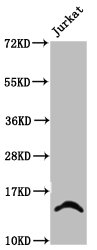 HIST1H2BN Antibody - Western Blot Positive WB detected in: Jurkat whole cell lysate(treated with 30mM sodium butyrate for 4h) All Lanes: HIST1H2BC antibody at 2.4µg/ml Secondary Goat polyclonal to rabbit IgG at 1/50000 dilution Predicted band size: 14 KDa Observed band size: 14 KDa