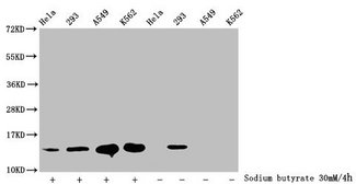 HIST1H2BN Antibody - Western Blot Detected samples: Hela whole cell lysate, 293 whole cell lysate, A549 whole cell lysate, K562 whole cell lysate; Untreated (-) or treated (+) with 30mM sodium butyrate for 4h All lanes: HIST1H2BC antibody at 1:100 Secondary Goat polyclonal to rabbit IgG at 1/50000 dilution Predicted band size: 14 kDa Observed band size: 14 kDa