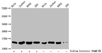 HIST1H2BN Antibody - Western Blot Detected samples: Hela whole cell lysate, Jurkat whole cell lysate, K562 whole cell lysate, 293 whole cell lysate; Untreated (-) or treated (+) with 30mM sodium butyrate for 4h All lanes: HIST1H2BC antibody at 1:500 Secondary Goat polyclonal to rabbit IgG at 1/40000 dilution Predicted band size: 14 kDa Observed band size: 14 kDa