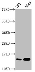 HIST1H2BN Antibody - Western Blot Positive WB detected in: 293 whole cell lysate, A549 whole cell lysate(all treated with 30mM sodium butyrate for 4h) All Lanes: HIST1H2BC antibody at 1.6µg/ml Secondary Goat polyclonal to rabbit IgG at 1/50000 dilution Predicted band size: 14 KDa Observed band size: 14 KDa