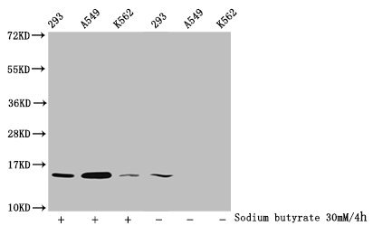 HIST1H2BN Antibody - Western Blot Detected samples: 293 whole cell lysate, A549 whole cell lysate, K562 whole cell lysate; Untreated (-) or treated (+) with 30mM sodium butyrate for 4h All lanes: HIST1H2BC antibody at 1:100 Secondary Goat polyclonal to rabbit IgG at 1/50000 dilution Predicted band size: 14 kDa Observed band size: 14 kDa