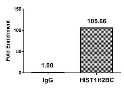 HIST1H2BN Antibody - Chromatin Immunoprecipitation Hela (10E6, treated with 30mM sodium butyrate for 4h) were treated with Micrococcal Nuclease, sonicated, and immunoprecipitated with 5µg anti-HIST1H2BC (Acetyl-HIST1H2BC (K11) Antibody) or a control normal rabbit IgG. The resulting ChIP DNA was quantified using real-time PCR with primers against the ß-Globin promoter.