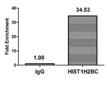 HIST1H2BN Antibody - Chromatin Immunoprecipitation Hela(4*106, treated with 30mM sodium butyrate for 4h)were treated with Benzanase, sonicated, and immunoprecipitated with 5ug anti-HIST1H2BC or a control normal rabbit IgG. The resulting ChIP DNA was quantified using real-time PCR with primers against the Beta-Globin promoter.
