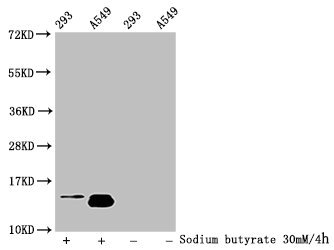 HIST1H2BN Antibody - Western Blot Detected samples: 293 whole cell lysate, A549 whole cell lysate; Untreated (-) or treated (+) with 30mM sodium butyrate for 4h All lanes: HIST1H2BC antibody at 1:100 Secondary Goat polyclonal to rabbit IgG at 1/50000 dilution Predicted band size: 14 kDa Observed band size: 14 kDa