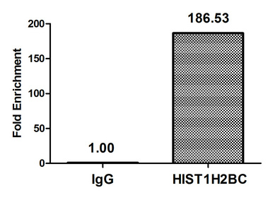 HIST1H2BN Antibody - Chromatin Immunoprecipitation Hela (10E6, treated with 30mM sodium butyrate for 4h) were treated with Micrococcal Nuclease, sonicated, and immunoprecipitated with 5µg anti-HIST1H2BC (Acetyl-HIST1H2BC (K116) Antibody) or a control normal rabbit IgG. The resulting ChIP DNA was quantified using real-time PCR with primers against the ß-Globin promoter.