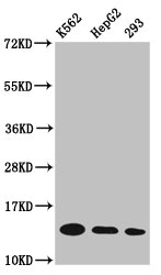 HIST1H2BN Antibody - Western Blot Positive WB detected in: K562 whole cell lysate, HepG2 whole cell lysate, 293 whole cell lysate(all treated with 30mM sodium butyrate for 4h) All Lanes: HIST1H2BC antibody at 1.4µg/ml Secondary Goat polyclonal to rabbit IgG at 1/50000 dilution Predicted band size: 14 KDa Observed band size: 14 KDa
