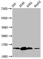 HIST1H2BN Antibody - Western Blot Positive WB detected in: 293 whole cell lysate, A549 whole cell lysate, K562 whole cell lysate, HepG2 whole cell lysate(all treated with 30mM sodium butyrate for 4h) All Lanes: HIST1H2BC antibody at 0.97µg/ml Secondary Goat polyclonal to rabbit IgG at 1/50000 dilution Predicted band size: 14 KDa Observed band size: 14 KDa