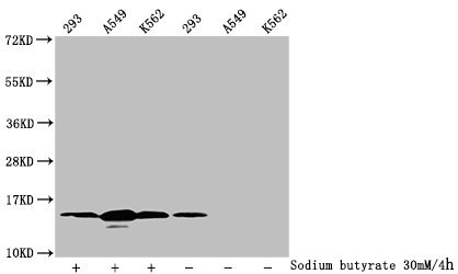HIST1H2BN Antibody - Western Blot Detected samples: 293 whole cell lysate, A549 whole cell lysate, K562 whole cell lysate; Untreated (-) or treated (+) with 30mM sodium butyrate for 4h All lanes: HIST1H2BC antibody at 1:100 Secondary Goat polyclonal to rabbit IgG at 1/50000 dilution Predicted band size: 14 kDa Observed band size: 14 kDa