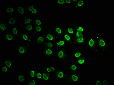 HIST1H2BN Antibody - Immunofluorescence staining of Hela cells (treated with 30mM sodium butyrate for 4h) with Acetyl-HIST1H2BC (K20) Antibody at 7.5, counter-stained with DAPI. The cells were fixed in 4% formaldehyde, permeabilized using 0.2% Triton X-100 and blocked in 10% normal Goat Serum. The cells were then incubated with the antibody overnight at 4°C. The secondary antibody was Alexa Fluor 488-congugated AffiniPure Goat Anti-Rabbit IgG(H+L).