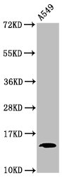 HIST1H2BN Antibody - Western Blot Positive WB detected in: A549 whole cell lysate(treated with 30mM sodium butyrate for 4h) All Lanes: HIST1H2BC antibody at 1.7µg/ml Secondary Goat polyclonal to rabbit IgG at 1/50000 dilution Predicted band size: 14 KDa Observed band size: 14 KDa