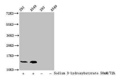 HIST1H2BN Antibody - Western Blot Detected sample: 293 whole cell lysate, A549 whole cell lysate; Untreated (-) or treated (+) with 50mM Sodium 3-hydroxybutyrate for 72h All lanes: HIST1H2BC antibody at 1:100 Secondary Goat polyclonal to rabbit IgG at 1/50000 dilution Predicted band size: 14 kDa Observed band size: 14 kDa