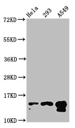 HIST1H2BN Antibody - Western Blot Positive WB detected in: Hela whole cell lysate, 293 whole cell lysate, A549 whole cell lysate(all treated with 30mM sodium butyrate for 4h) All Lanes: HIST1H2BC antibody at 1.37µg/ml Secondary Goat polyclonal to rabbit IgG at 1/50000 dilution Predicted band size: 14 KDa Observed band size: 14 KDa