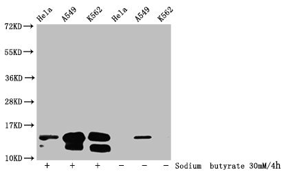 HIST1H2BN Antibody - Western Blot Detected samples: Hela whole cell lysate, A549 whole cell lysate, K562 whole cell lysate; Untreated (-) or treated (+) with 30mM sodium butyrate for 4h All lanes: HIST1H2BC antibody at 1:100 Secondary Goat polyclonal to rabbit IgG at 1/50000 dilution Predicted band size: 14 kDa Observed band size: 14 kDa