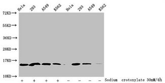 HIST1H2BN Antibody - Western Blot Detected samples: Hela whole cell lysate, 293 whole cell lysate, A549 whole cell lysate, K562 whole cell lysate; Untreated (-) or treated (+) with 30mM Sodium crotonylate for 4h All lanes: HIST1H2BC antibody at 1:100 Secondary Goat polyclonal to rabbit IgG at 1/50000 dilution Predicted band size: 14 kDa Observed band size: 14 kDa