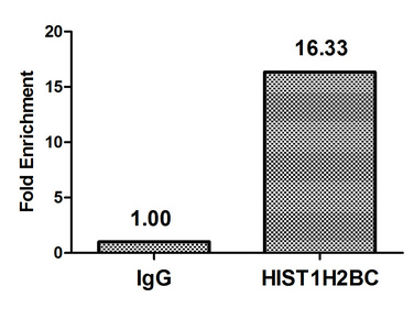 HIST1H2BN Antibody - Chromatin Immunoprecipitation Hela (10E6, treated with 30mM sodium crotonylate for 4h) were treated with Micrococcal Nuclease, sonicated, and immunoprecipitated with 5µg anti-HIST1H2BC (Crotonyl-HIST1H2BC (K16) Antibody) or a control normal rabbit IgG. The resulting ChIP DNA was quantified using real-time PCR with primers against the ß-Globin promoter.