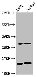 HIST1H2BN Antibody - Western Blot Positive WB detected in: K562 whole cell lysate, Jurkat whole cell lysate(all treated with 30mM sodium crotonylate for 4h) All Lanes: HIST1H2BC antibody at 1.7µg/ml Secondary Goat polyclonal to rabbit IgG at 1/50000 dilution Predicted band size: 14 KDa Observed band size: 14 KDa