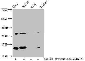 HIST1H2BN Antibody - Western Blot Detected samples: K562 whole cell lysate, Jurkat whole cell lysate; Untreated (-) or treated (+) with 30mM Sodium crotonylate for 4h All lanes: HIST1H2BC antibody at 1:100 Secondary Goat polyclonal to rabbit IgG at 1/50000 dilution Predicted band size: 14 kDa Observed band size: 14 kDa