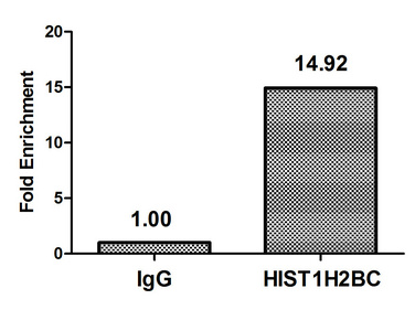 HIST1H2BN Antibody - Chromatin Immunoprecipitation Hela (10E6, treated with 30mM sodium crotonylate for 4h) were treated with Micrococcal Nuclease, sonicated, and immunoprecipitated with 5µg anti-HIST1H2BC (Crotonyl-HIST1H2BC (K20) Antibody) or a control normal rabbit IgG. The resulting ChIP DNA was quantified using real-time PCR with primers against the ß-Globin promoter.
