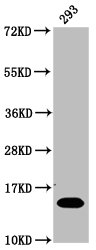 HIST1H2BN Antibody - Western Blot Positive WB detected in: 293 whole cell lysate(treated with 30mM sodium butyrate for 4h) All Lanes: HIST1H2BC antibody at 1.27µg/ml Secondary Goat polyclonal to rabbit IgG at 1/50000 dilution Predicted band size: 14 KDa Observed band size: 14 KDa