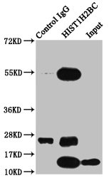 HIST1H2BN Antibody - Immunoprecipitating HIST1H2BC in HepG2 whole cell lysate Lane 1: Rabbit control IgG instead of HIST1H2BC (Ab-108) Antibody in HepG2 whole cell lysate.For western blotting, a HRP-conjugated Protein G antibody was used as the secondary antibody (1/2000) Lane 2: HIST1H2BC (Ab-108) Antibody (5µg) + HepG2 whole cell lysate (500µg) Lane 3: HepG2 whole cell lysate (20µg)