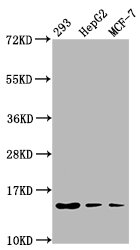HIST1H2BN Antibody - Western Blot Positive WB detected in: 293 whole cell lysate, HepG2 whole cell lysate, MCF-7 whole cell lysate All Lanes: HIST1H2BC antibody at 0.05µg/ml Secondary Goat polyclonal to rabbit IgG at 1/50000 dilution Predicted band size: 14 KDa Observed band size: 14 KDa