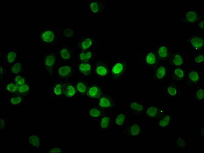 HIST1H2BN Antibody - Immunofluorescence staining of Hela cells diluted at 1:3, counter-stained with DAPI. The cells were fixed in 4% formaldehyde, permeabilized using 0.2% Triton X-100 and blocked in 10% normal Goat Serum. The cells were then incubated with the antibody overnight at 4°C.The Secondary antibody was Alexa Fluor 488-congugated AffiniPure Goat Anti-Rabbit IgG (H+L).