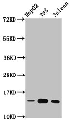 HIST1H2BN Antibody - Western Blot Positive WB detected in: HepG2 whole cell lysate, 293 whole cell lysate, Rat spleen tissue All Lanes: HIST1H2BC antibody at 0.76µg/ml Secondary Goat polyclonal to rabbit IgG at 1/50000 dilution Predicted band size: 14 KDa Observed band size: 14 KDa