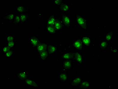 HIST1H2BN Antibody - Immunofluorescence staining of Hela cells diluted at 4°C.The Secondary antibody was Alexa Fluor 488-congugated AffiniPure Goat Anti-Rabbit IgG (H+L).