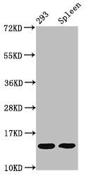 HIST1H2BN Antibody - Western Blot Positive WB detected in: 293 whole cell lysate, Mouse spleen tissue All Lanes: HIST1H2BC antibody at 0.09µg/ml Secondary Goat polyclonal to rabbit IgG at 1/50000 dilution Predicted band size: 14 KDa Observed band size: 14 KDa