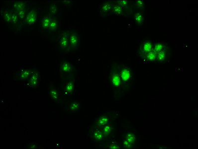 HIST1H2BN Antibody - Immunofluorescence staining of HepG2 cells, counter-stained with DAPI. The cells were fixed in 4% formaldehyde, permeabilized using 0.2% Triton X-100 and blocked in 10% normal Goat Serum. The cells were then incubated with the antibody overnight at 4°C.The Secondary antibody was Alexa Fluor 488-congugated AffiniPure Goat Anti-Rabbit IgG (H+L).