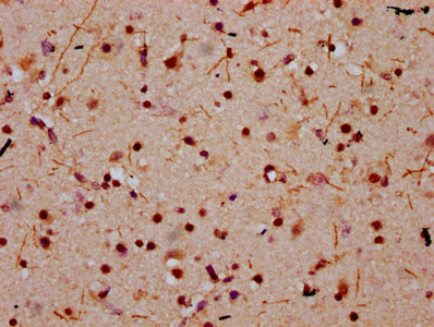 HIST1H2BN Antibody - Immunohistochemistry Dilution at 1:10 and staining in paraffin-embedded human brain tissue performed on a Leica BondTM system. After dewaxing and hydration, antigen retrieval was mediated by high pressure in a citrate buffer (pH 6.0). Section was blocked with 10% normal Goat serum 30min at RT. Then primary antibody (1% BSA) was incubated at 4°C overnight. The primary is detected by a biotinylated Secondary antibody and visualized using an HRP conjugated SP system.