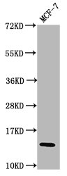 HIST1H2BN Antibody - Western Blot Positive WB detected in: MCF-7 whole cell lysate All lanes: HIST1H2BC antibody at 0.04µg/ml Secondary Goat polyclonal to rabbit IgG at 1/50000 dilution Predicted band size: 14 kDa Observed band size: 14 kDa