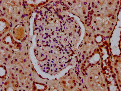 HIST1H2BN Antibody - Immunohistochemistry Dilution at 1:10 and staining in paraffin-embedded human kidney tissue performed on a Leica BondTM system. After dewaxing and hydration, antigen retrieval was mediated by high pressure in a citrate buffer (pH 6.0). Section was blocked with 10% normal Goat serum 30min at RT. Then primary antibody (1% BSA) was incubated at 4°C overnight. The primary is detected by a biotinylated Secondary antibody and visualized using an HRP conjugated SP system.