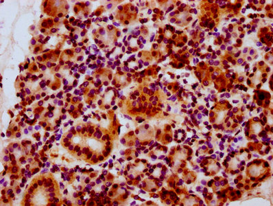 HIST1H2BN Antibody - Immunohistochemistry Dilution at 1:10 and staining in paraffin-embedded human pancreatic tissue performed on a Leica BondTM system. After dewaxing and hydration, antigen retrieval was mediated by high pressure in a citrate buffer (pH 6.0). Section was blocked with 10% normal Goat serum 30min at RT. Then primary antibody (1% BSA) was incubated at 4°C overnight. The primary is detected by a biotinylated Secondary antibody and visualized using an HRP conjugated SP system.
