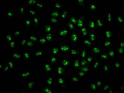 HIST1H2BN Antibody - Immunofluorescence staining of Hela cells diluted at 4°C.The Secondary antibody was Alexa Fluor 488-congugated AffiniPure Goat Anti-Rabbit IgG (H+L).