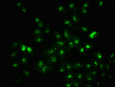 HIST1H2BN Antibody - Immunofluorescence staining of Hela cells with HIST1H2BC (Ab-5) Antibody, counter-stained with DAPI. The cells were fixed in 4% formaldehyde, permeabilized using 0.2% Triton X-100 and blocked in 10% normal Goat Serum. The cells were then incubated with the antibody overnight at 4°C. The secondary antibody was Alexa Fluor 488-congugated AffiniPure Goat Anti-Rabbit IgG(H+L).